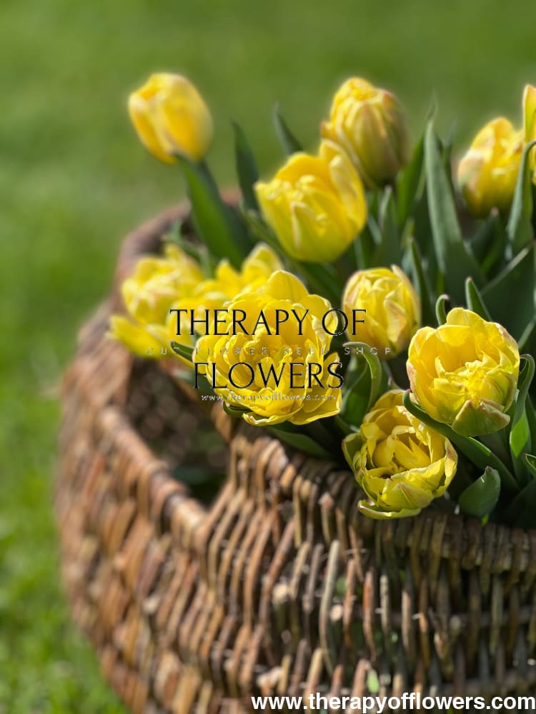 Tulip Foxy Foxtrot therapyofflowers.com