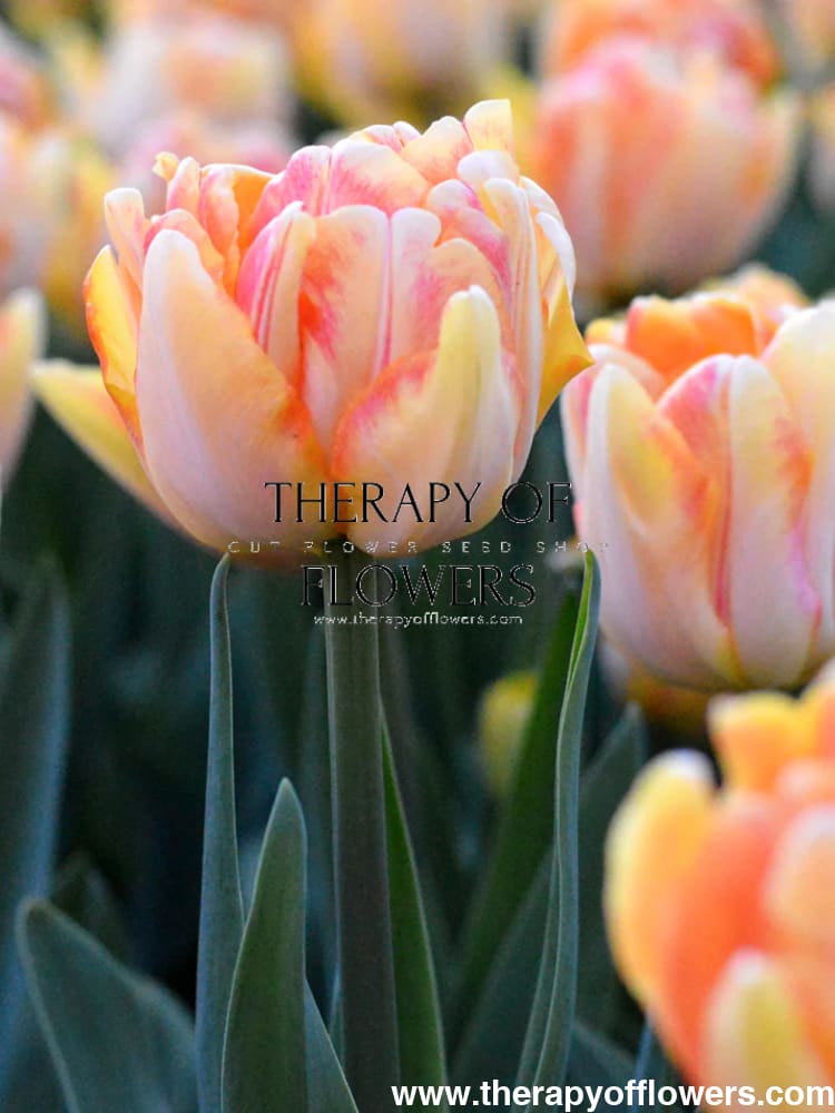 Tulip Foxy Foxtrot therapyofflowers.com