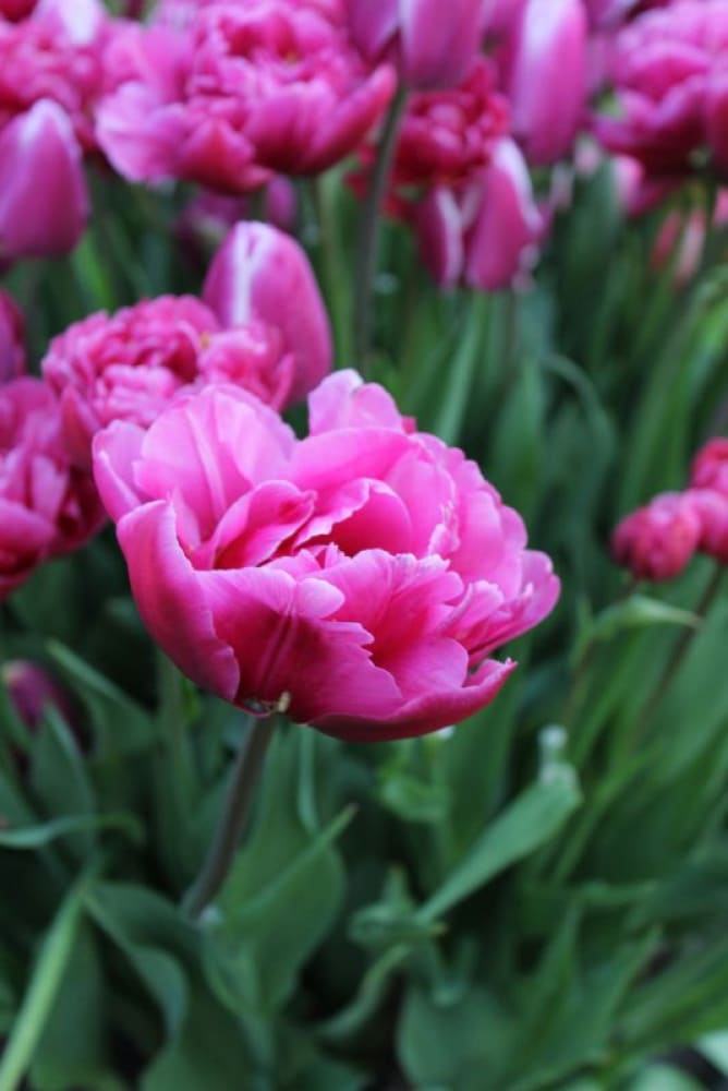Tulip Margarita therapyofflowers.com