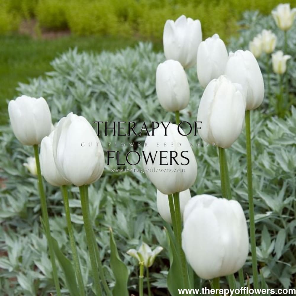 Tulip Maureen therapyofflowers.com