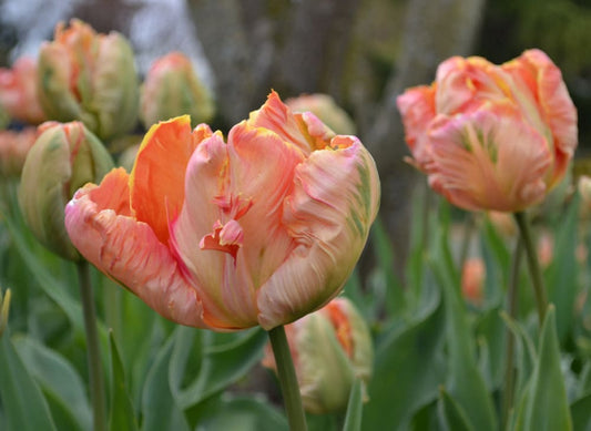 Tulip Salmon Parrot therapyofflowers.com