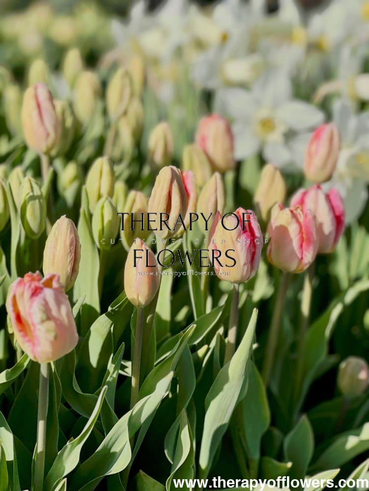 Tulip Salmon Parrot therapyofflowers.com