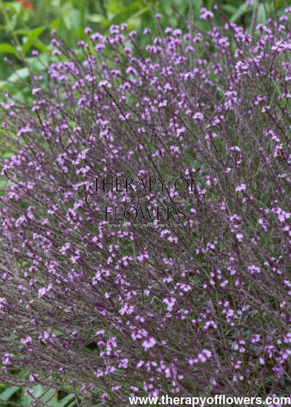 Verbena officinalis Bampton | First-Year-Flowering Perennial therapyofflowers.com