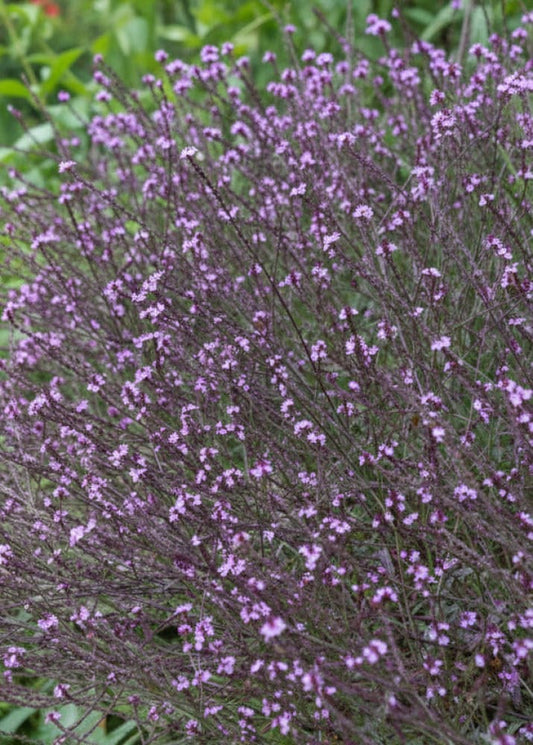 Verbena officinalis Bampton | First-Year-Flowering Perennial therapyofflowers.com