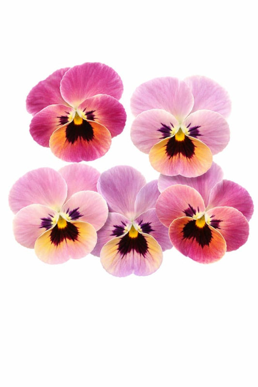 Viola cornuta Sorbet® XP YTT Babyface F1 | Horned Pansy therapyofflowers.com