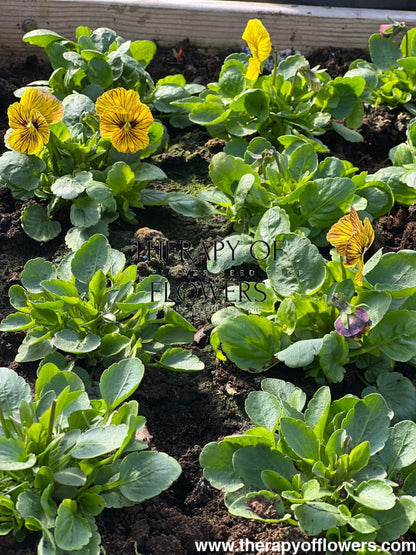 Viola cornuta Dragon Eye mix F1 | Horned Pansy therapyofflowers.com