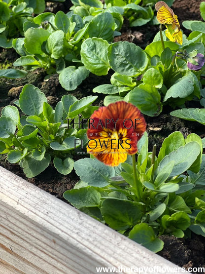 Viola cornuta Dragon Eye mix F1 | Horned Pansy therapyofflowers.com