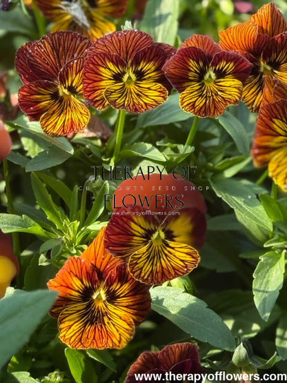Viola cornuta Dragon Eye mix F1 | Horned Pansy therapyofflowers.com