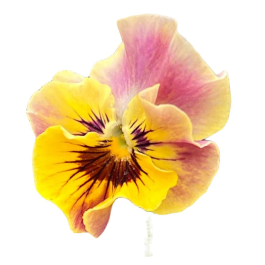 Viola cornuta Frizzle Sizzle Mini Tapestry | Horned Pansy therapyofflowers.com