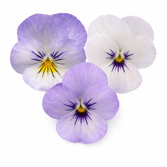 Viola cornuta Sorbet® XP YTT Babyface F1 | Horned Pansy therapyofflowers.com