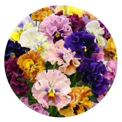 Viola x wittrockiana Ballerina Mixed F1 | Pansy - 25 seeds / 20–25 cm / Colorful mix - seeds