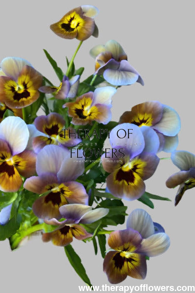Viola x wittrockiana Caramel Bronze Lilac F1 | Pansy therapyofflowers.com