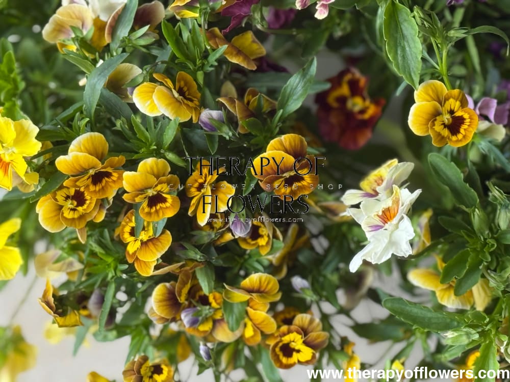 Viola x wittrockiana Caramel Bronze Lilac F1 | Pansy therapyofflowers.com