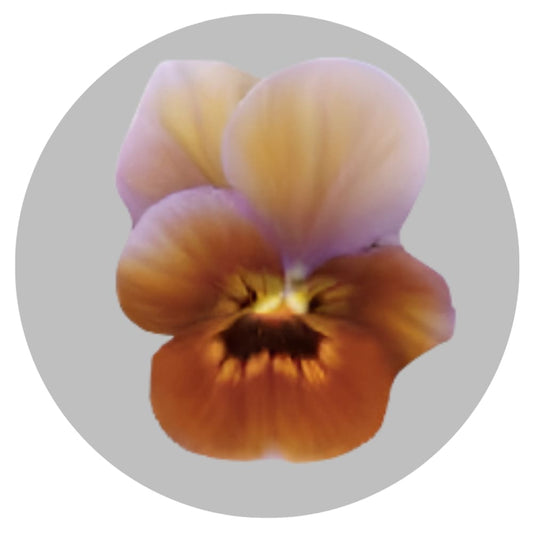 Viola x wittrockiana Caramel Bronze Lilac F1 | Pansy therapyofflowers.com