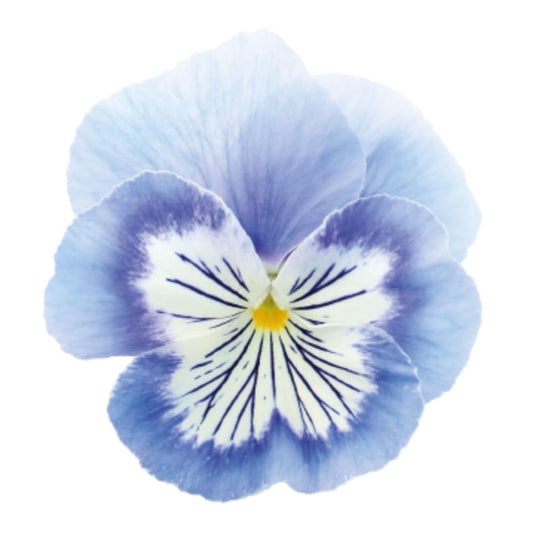 Viola x wittrockiana Cats® Plus Marina | Spring or Autumn Pansy therapyofflowers.com