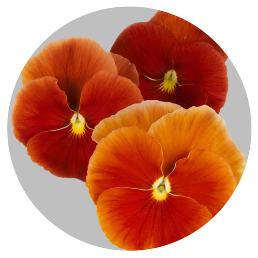 Viola x wittrockiana Desiderio Terracotta F1 | Pansy therapyofflowers.com