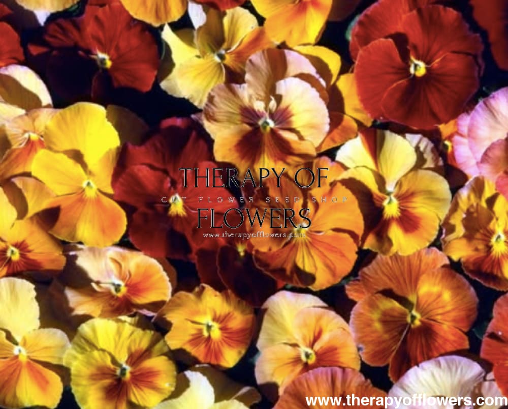 Viola x wittrockiana Desiderio Terracotta F1 | Pansy therapyofflowers.com