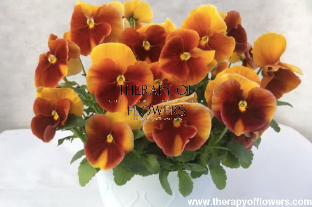 Viola x wittrockiana Desiderio Terracotta F1 | Pansy therapyofflowers.com