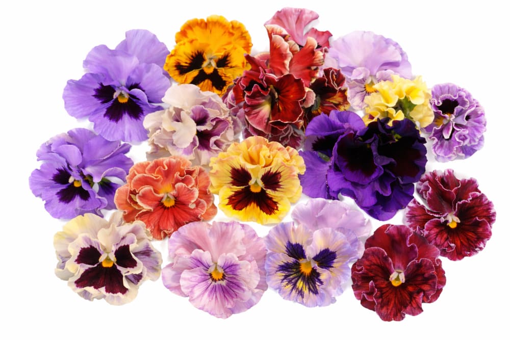 Viola x wittrockiana Flamenco Mixed F1 | Pansy - 25 seeds / 15–20 cm / Rose-pink to purple MIX - seeds