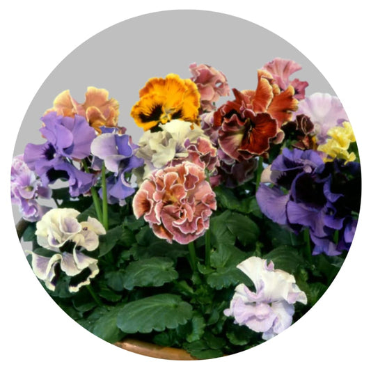 Viola x wittrockiana Flamenco Mixed F1 | Pansy therapyofflowers.com