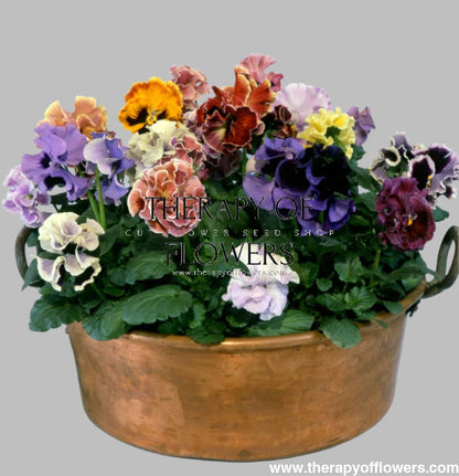 Viola x wittrockiana Flamenco Mixed F1 | Pansy therapyofflowers.com