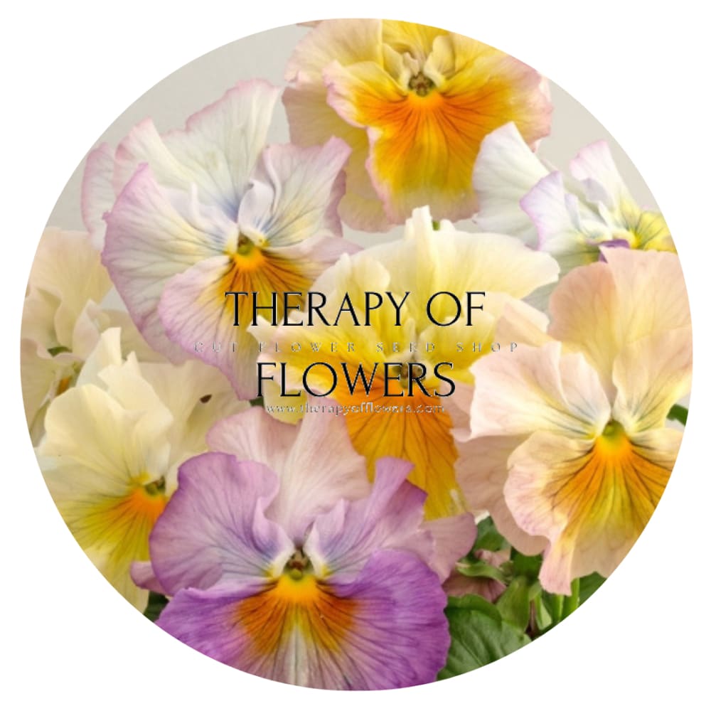 Viola x wittrockiana Flamenco Soft Azure Limonetto F1 | Pansy therapyofflowers.com