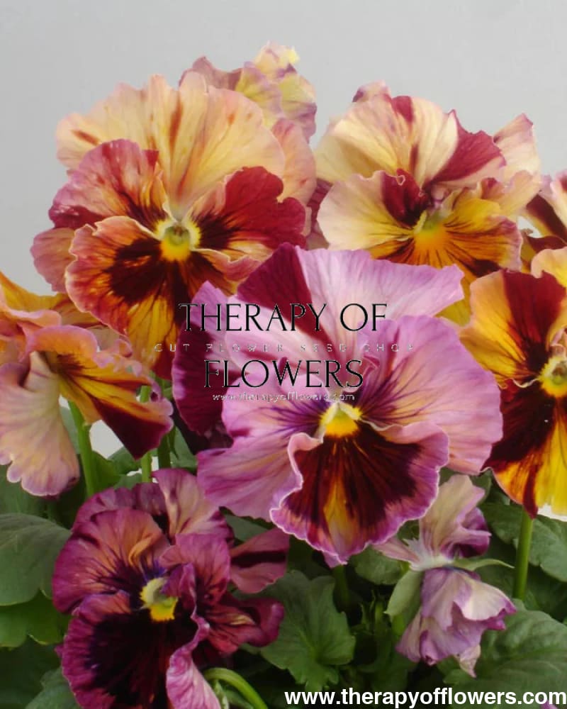 Viola x wittrockiana Flamenco Terracotta F1 | Pansy therapyofflowers.com
