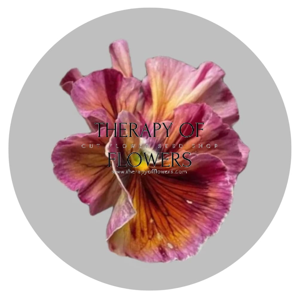 Viola x wittrockiana Flamenco Terracotta F1 | Pansy therapyofflowers.com