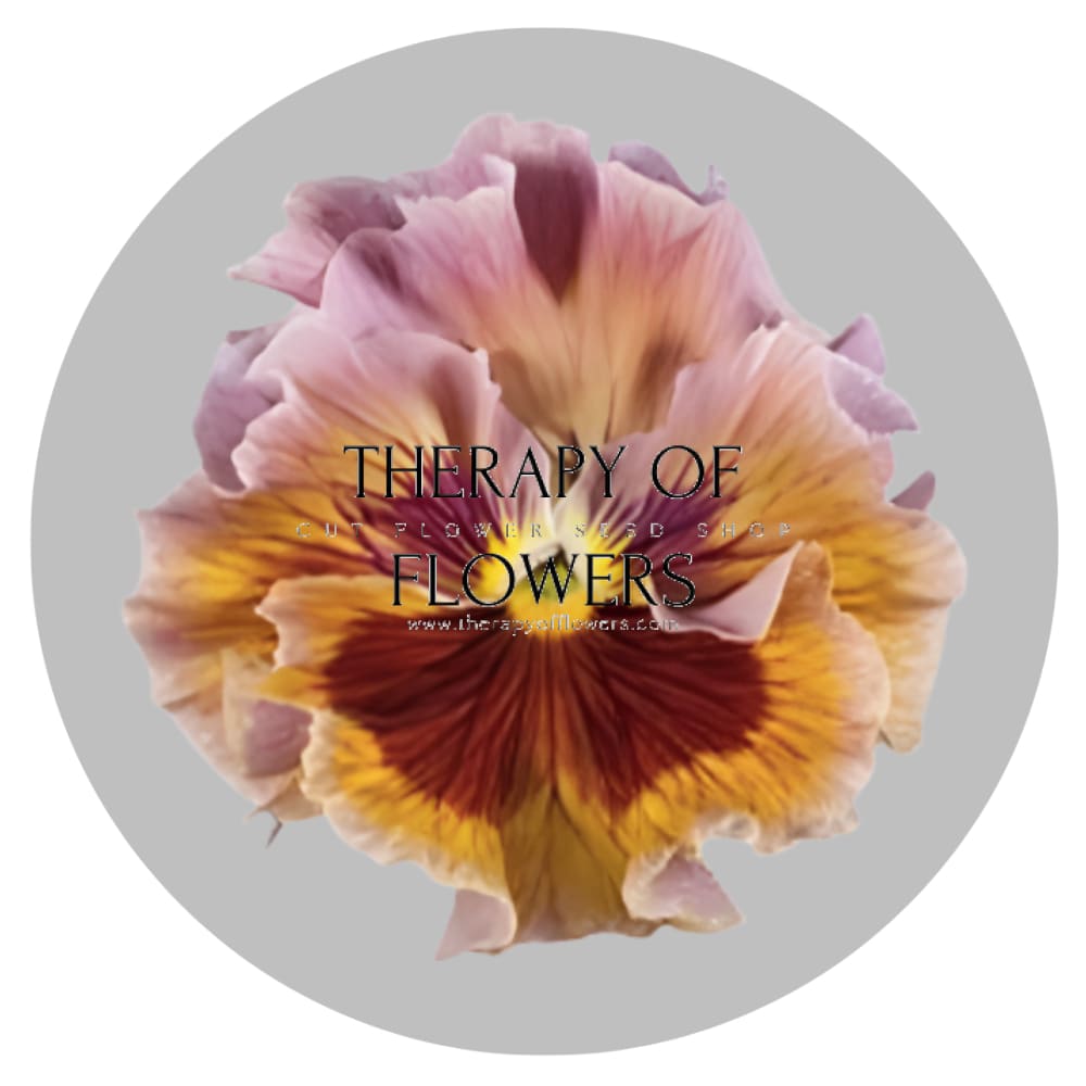 Viola x wittrockiana Flamenco Terracotta F1 | Pansy therapyofflowers.com