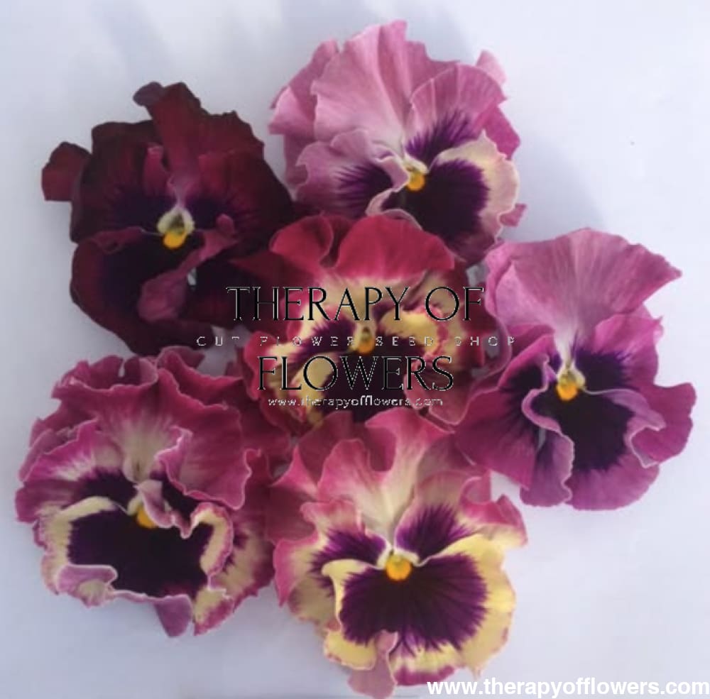 Viola x wittrockiana Flamenco Tricolor Rose F1 | Pansy therapyofflowers.com