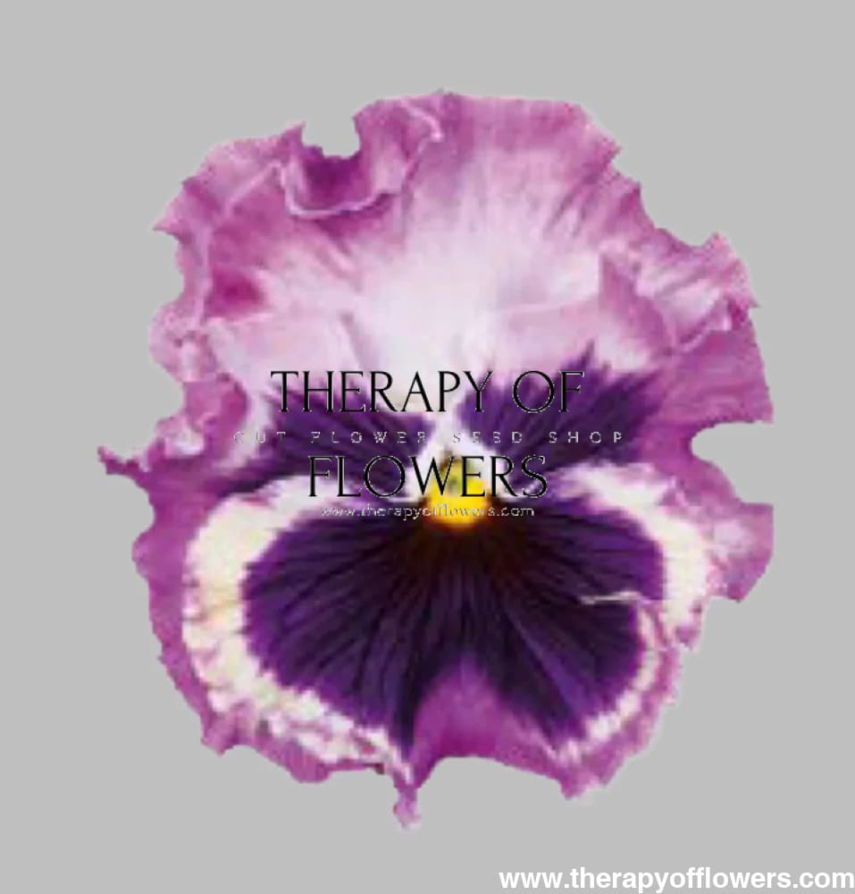 Viola x wittrockiana Flamenco Tricolor Rose F1 | Pansy therapyofflowers.com