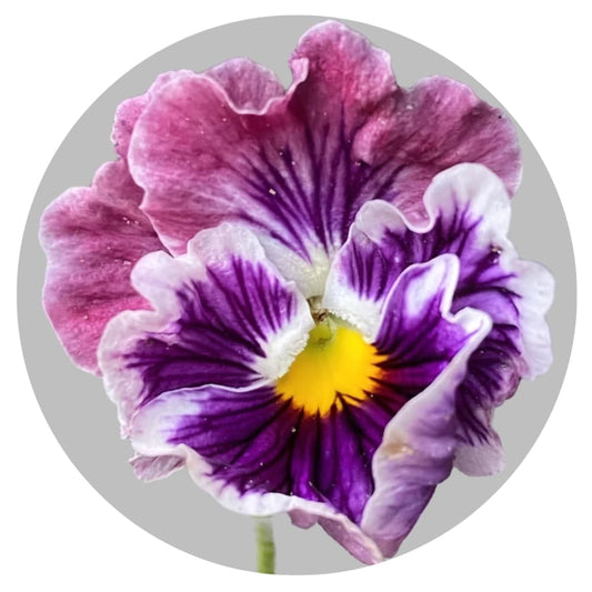 Viola x wittrockiana Flamenco Tricolor Rose F1 | Pansy therapyofflowers.com