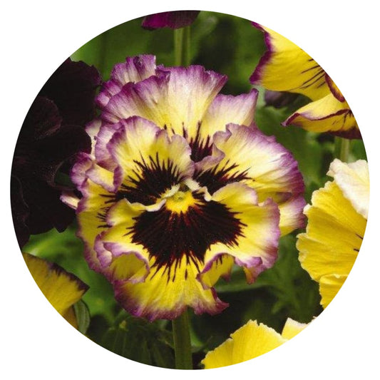 Viola x wittrockiana Frizzle Sizzle Lemonberry therapyofflowers.com