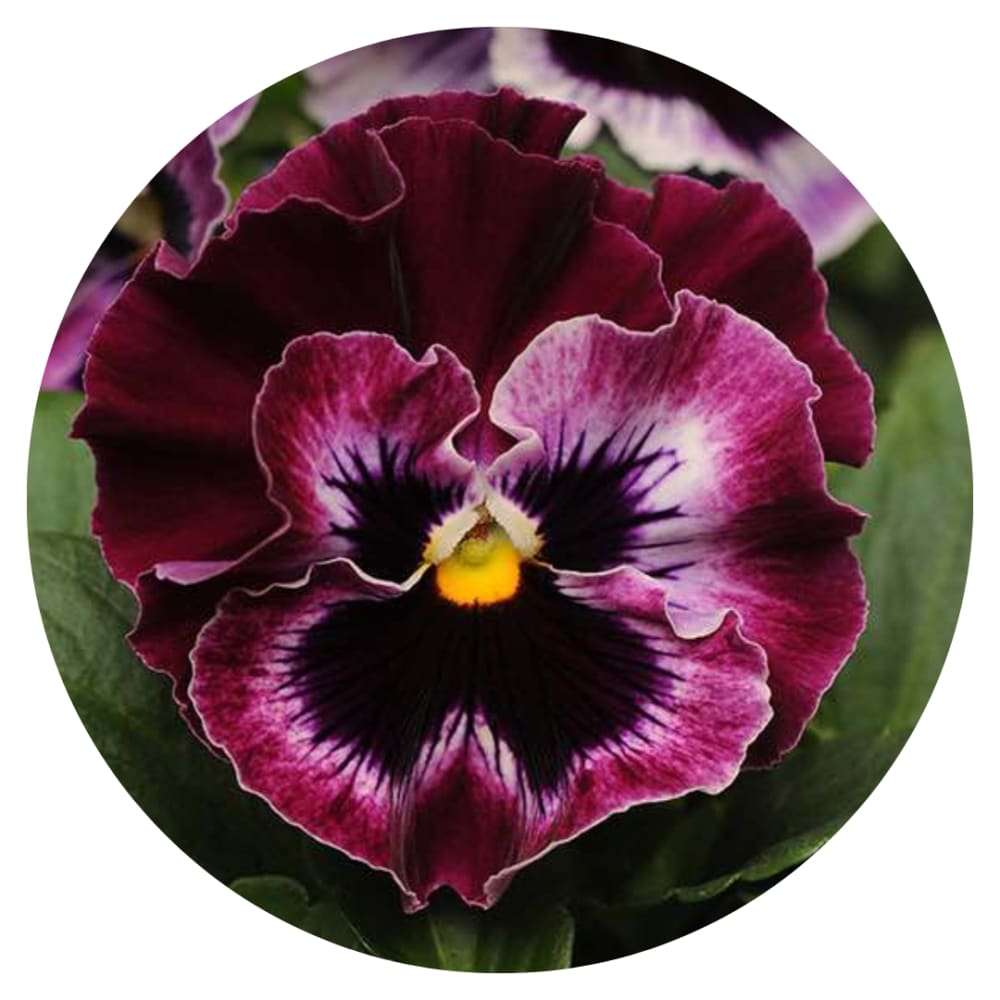 Viola x wittrockiana Frizzle Sizzle Raspberry therapyofflowers.com
