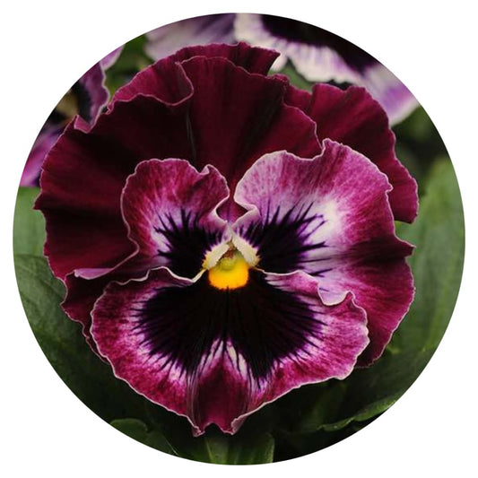 Viola x wittrockiana Frizzle Sizzle Raspberry therapyofflowers.com