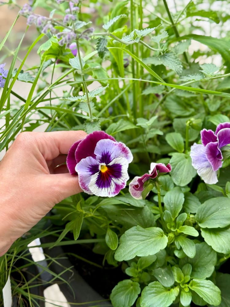 Viola x wittrockiana Frizzle Sizzle Raspberry therapyofflowers.com