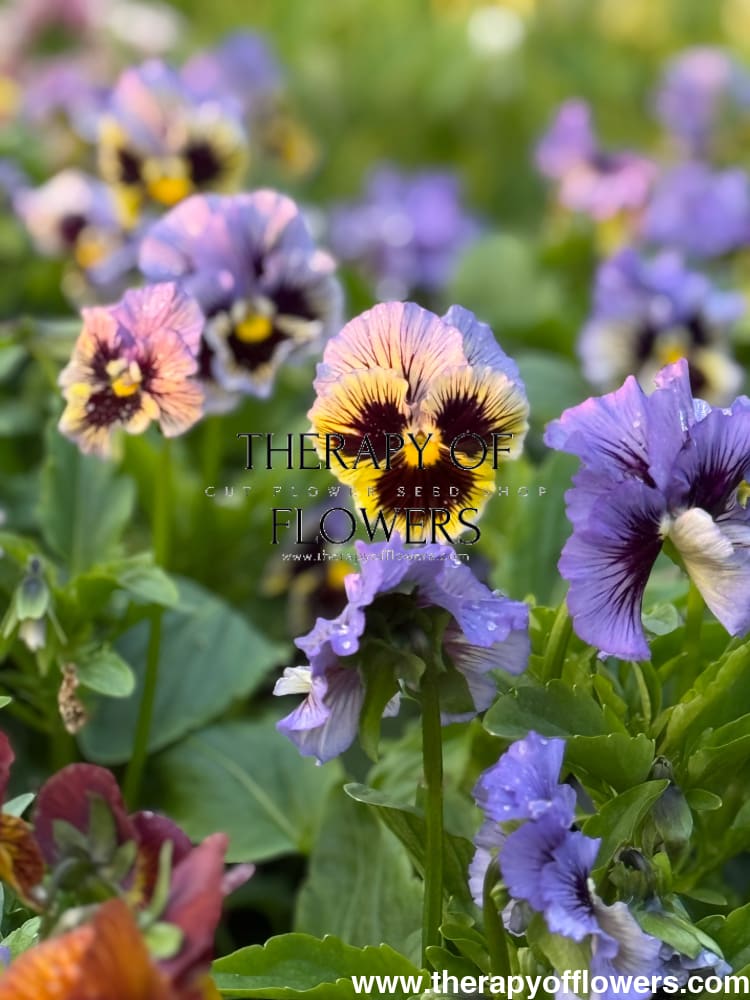 Viola x wittrockiana Frizzle Sizzle Yellow Blue Swirl therapyofflowers.com