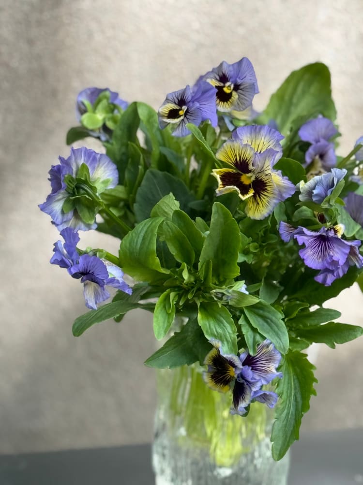 Viola x wittrockiana Frizzle Sizzle Yellow Blue Swirl therapyofflowers.com