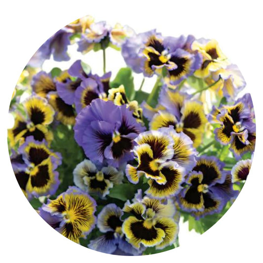 Viola x wittrockiana Frizzle Sizzle Yellow Blue Swirl therapyofflowers.com
