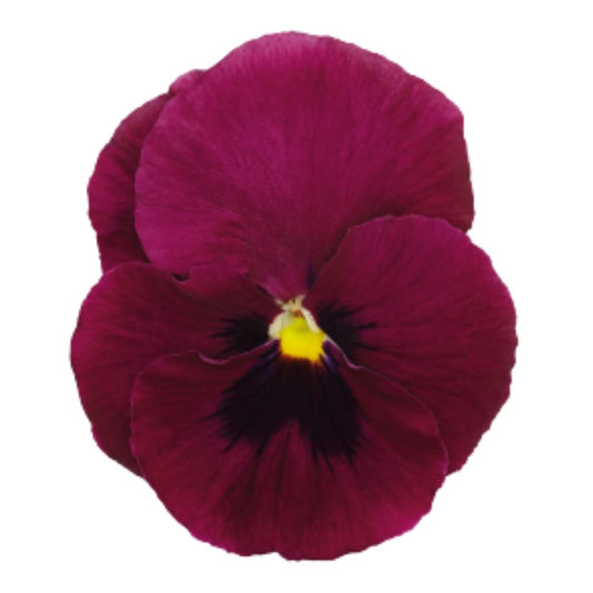Viola x wittrockiana Inspire® DeluXXe Deep Rose Blotch  | Extra Large Pansies for Late Summer & Early Fall (Copy) therapyofflowers.com
