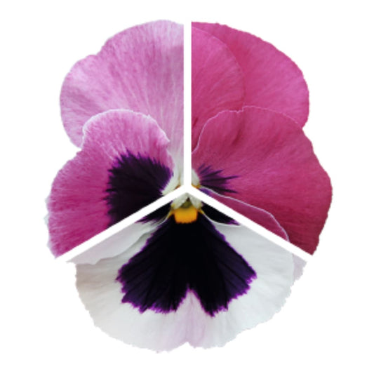 Viola x wittrockiana Inspire® DeluXXe Pink Surprise Blotch  | For late Summer - early Fall therapyofflowers.com