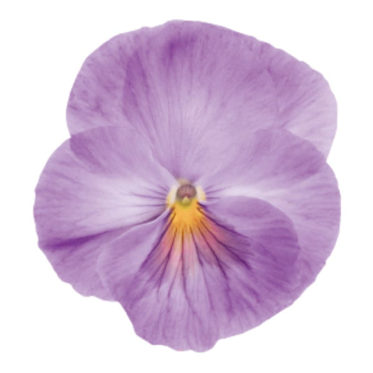 Viola x wittrockiana Inspire® Lavender Pink  F1 | Pansy therapyofflowers.com