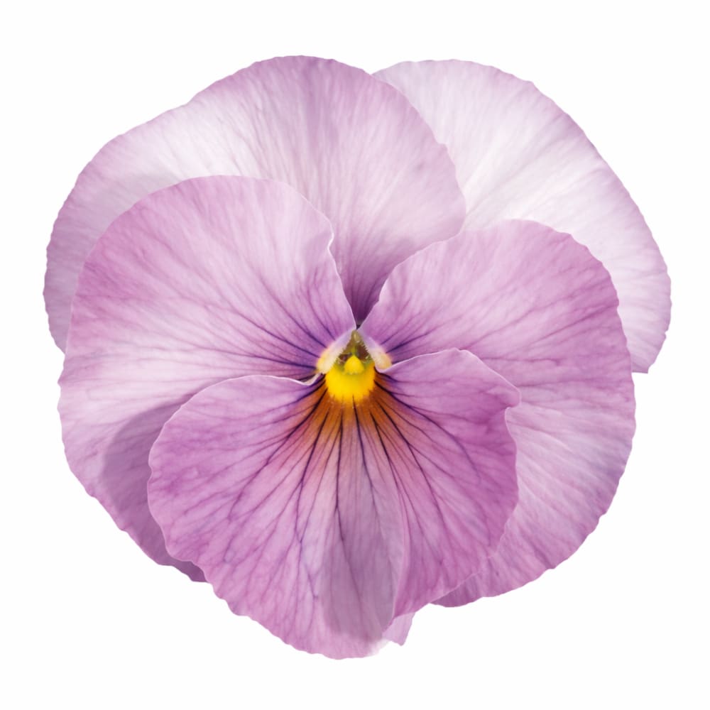 Viola x wittrockiana Inspire® Lilac Shades F1 | Spring or Autumn Pansy - 20 seeds / 15 - 20cm / Lilac Shades - seeds