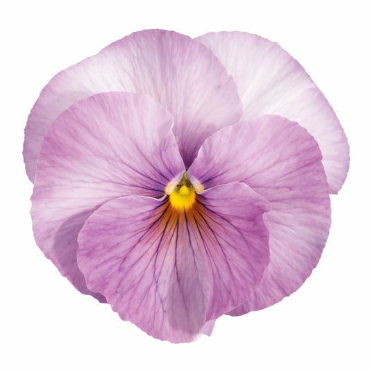 Viola x wittrockiana Inspire® Lilac Shades F1 | Spring or Autumn Pansy - 20 seeds / 15 - 20cm / Lilac Shades - seeds