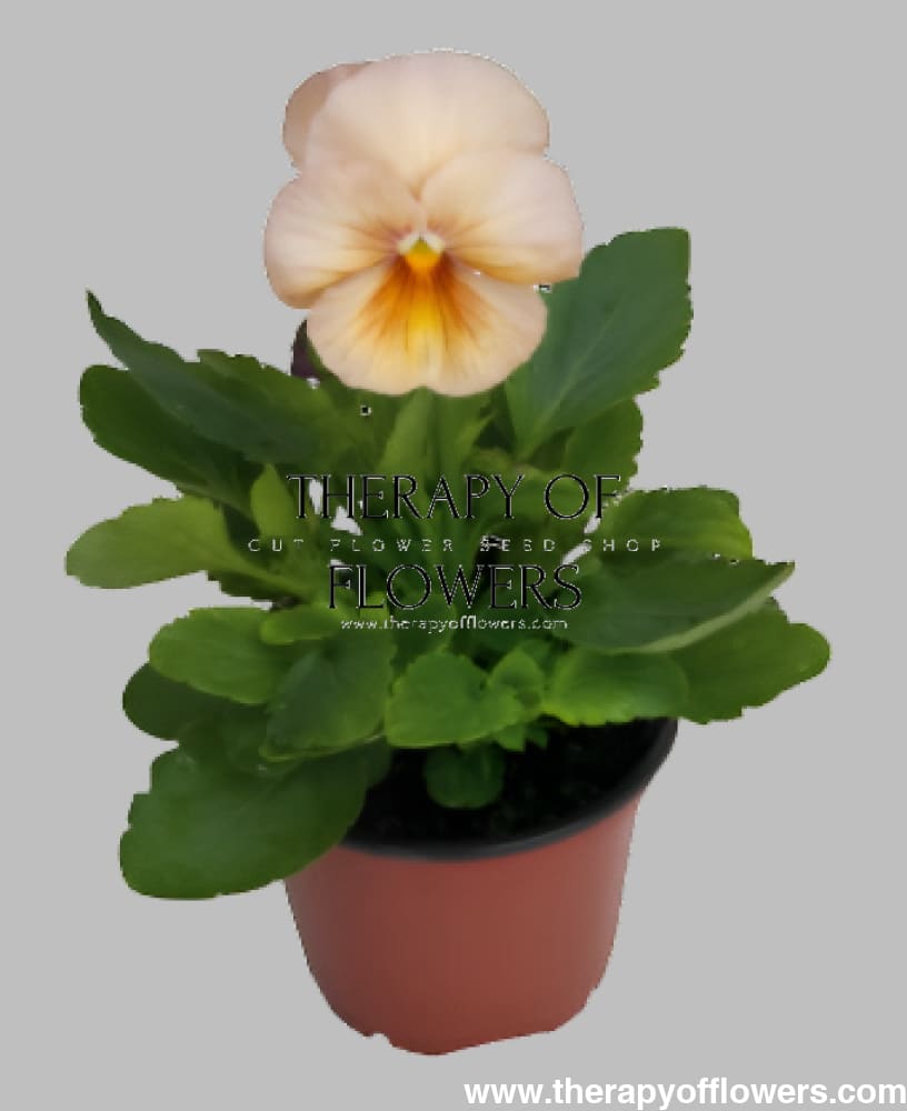 Viola x wittrockiana Inspire® Peach Shades F1 | Pansy therapyofflowers.com