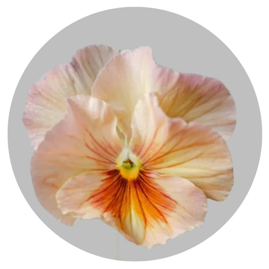Viola x wittrockiana Inspire® Peach Shades F1 | Pansy therapyofflowers.com