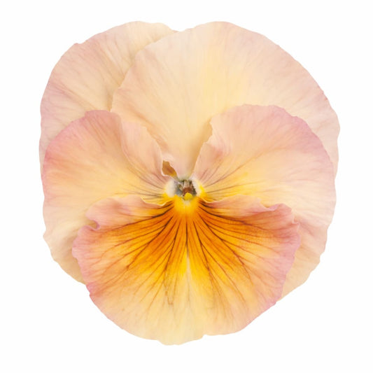 Viola x wittrockiana Inspire® Peach Shades F1 | Pansy - 20 seeds / 20–25 cm / Peach tones mix - seeds