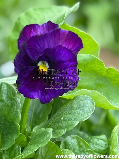 Viola x wittrockiana Inspire® Lilac Shades F1 | Spring or Autumn Pansy therapyofflowers.com