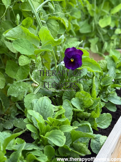 Viola x wittrockiana Inspire® Lilac Shades F1 | Spring or Autumn Pansy therapyofflowers.com