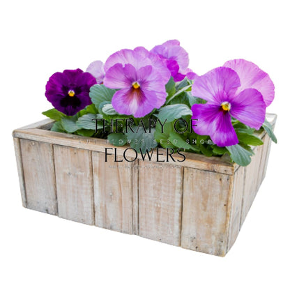 Viola x wittrockiana Inspire® Plus Lavender Blotch Shades | Spring or Autumn Pansy therapyofflowers.com